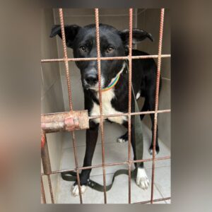 VICENTE EN ADOPCION
